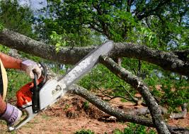 Trusted Lower Grand Lagoon, FL  Tree Services Experts